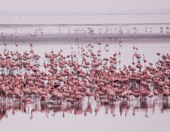 3 Days Camping Safari to Tarangire, Ngorongoro Crater and Lake Manyara.