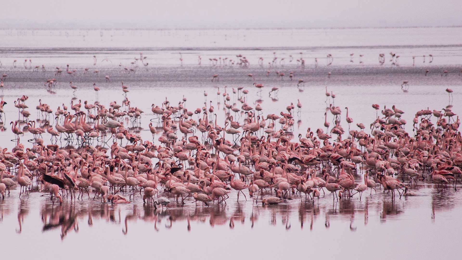 3 Days Camping Safari to Tarangire, Ngorongoro Crater and Lake Manyara.