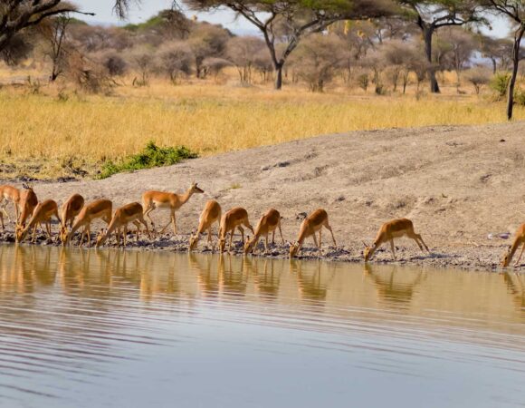 4 Days camping safari to Tarangire, Ngorongoro and Serengeti