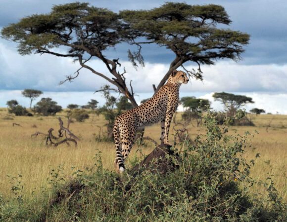 5 Days Tanzania Safari Lake Manyara Serengeti Plains, Ngorogoro Crater