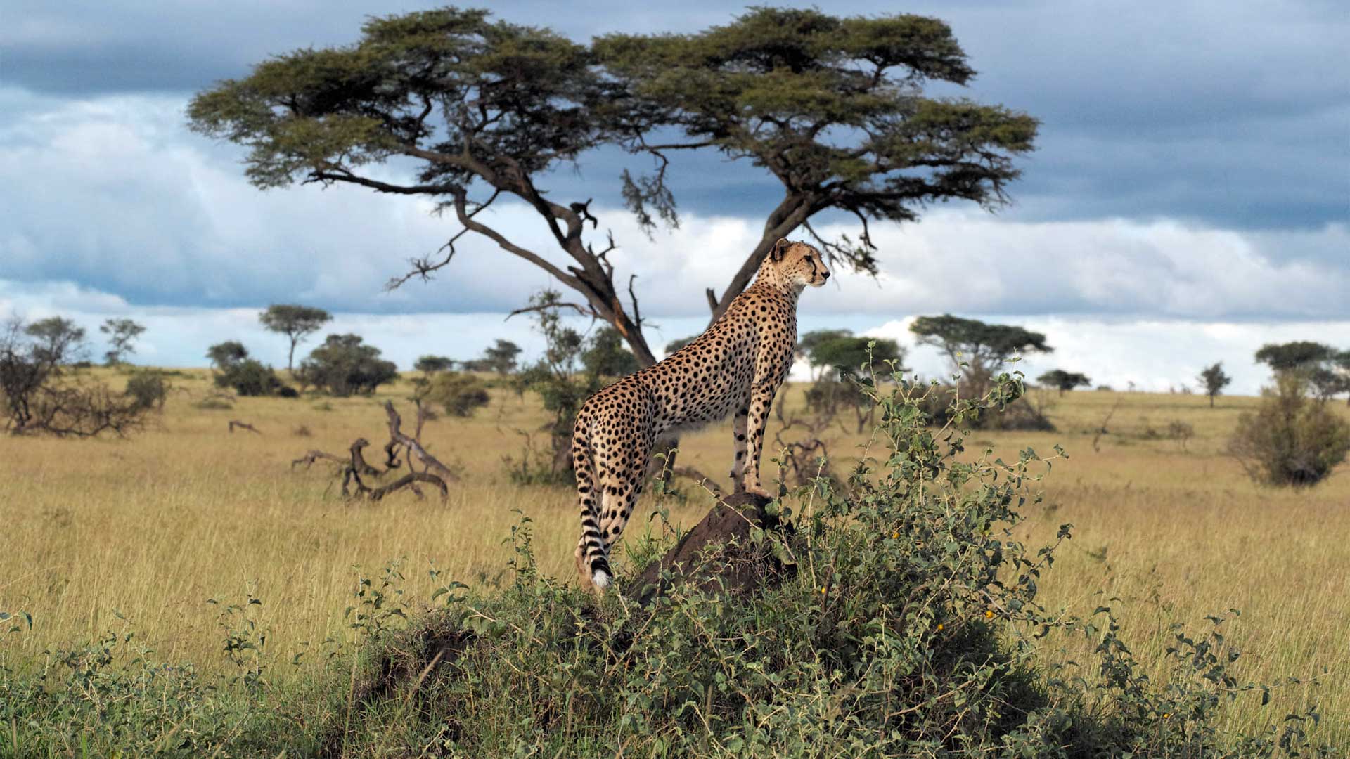 5 Days Tanzania Safari Lake Manyara Serengeti Plains, Ngorogoro Crater