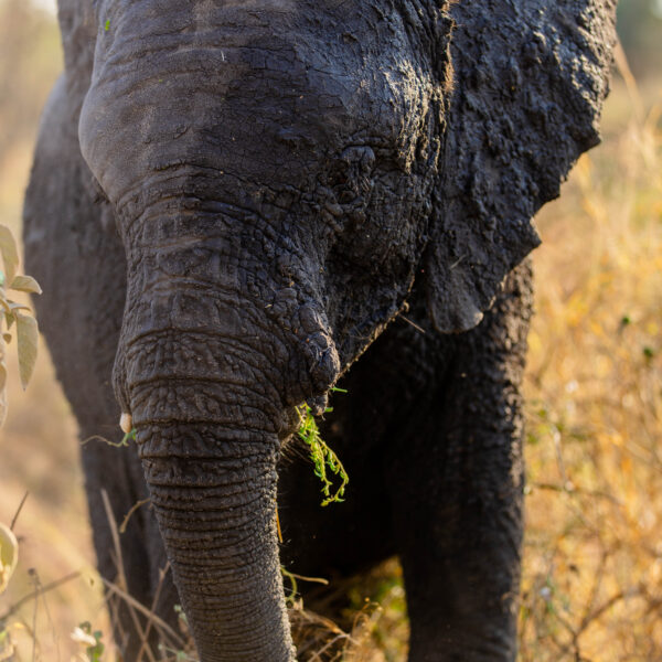 3 Days tented Lodge/Hotel Safari to Tarangire, Serengeti and Ngorongoro Crater.