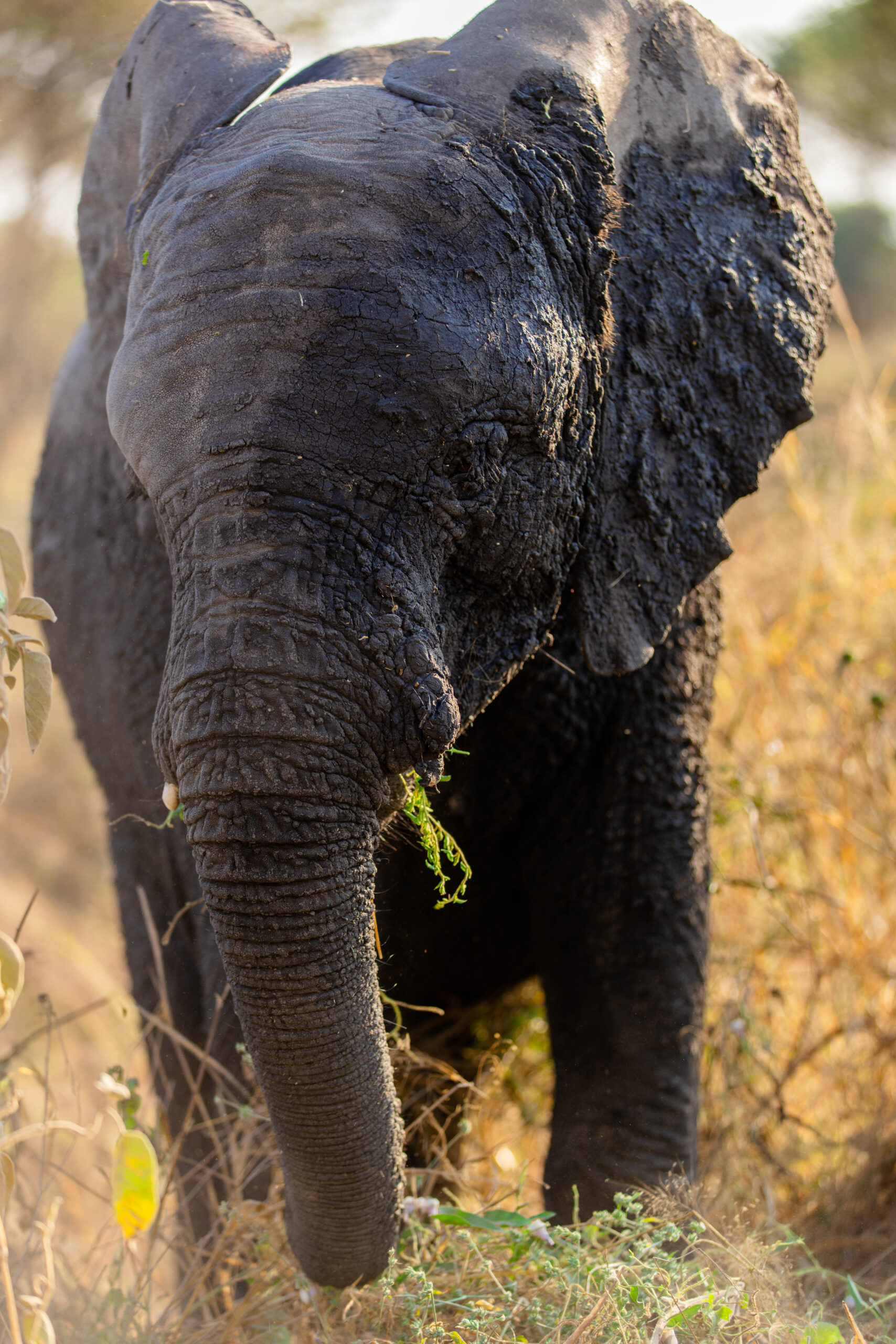 3 Days tented Lodge/Hotel Safari to Tarangire, Serengeti and Ngorongoro Crater.