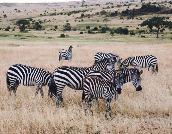 3 Days tented Lodge/Hotel Safari to Tarangire, Serengeti and Ngorongoro Crater.