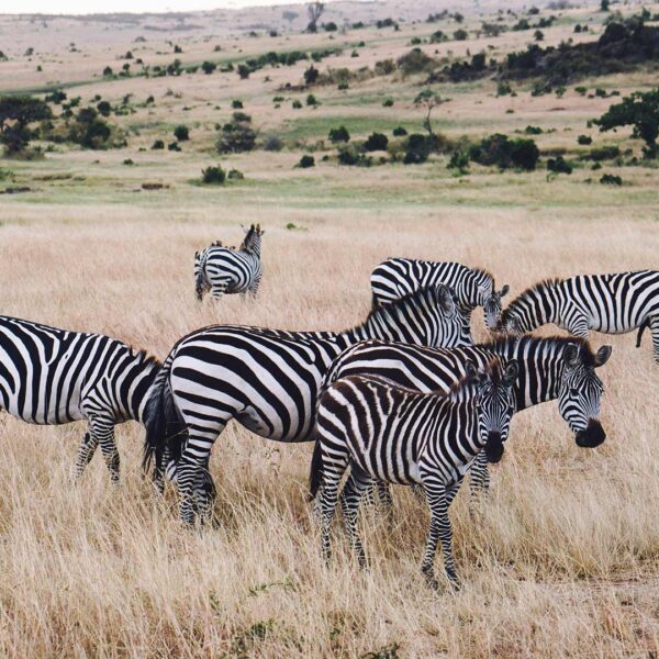 3 Days tented Lodge/Hotel Safari to Tarangire, Serengeti and Ngorongoro Crater.