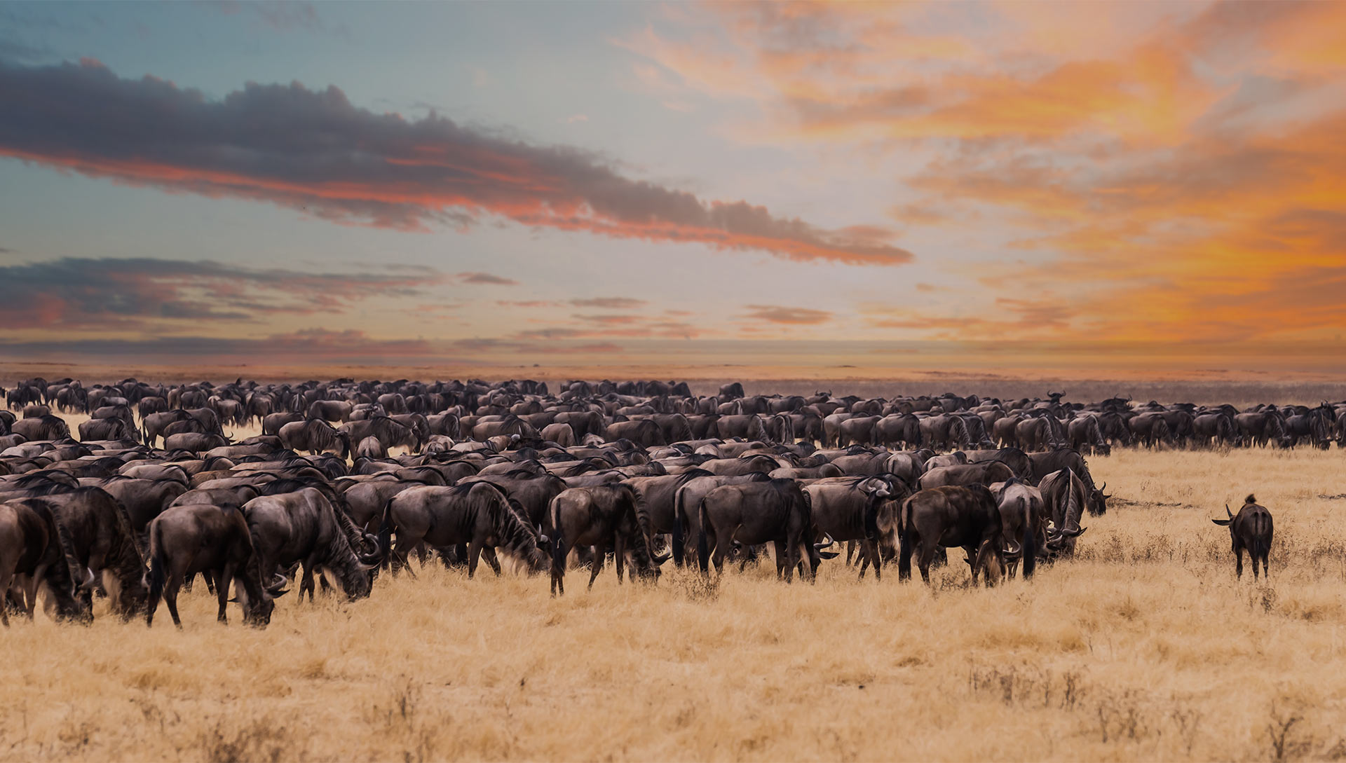 Serengeti