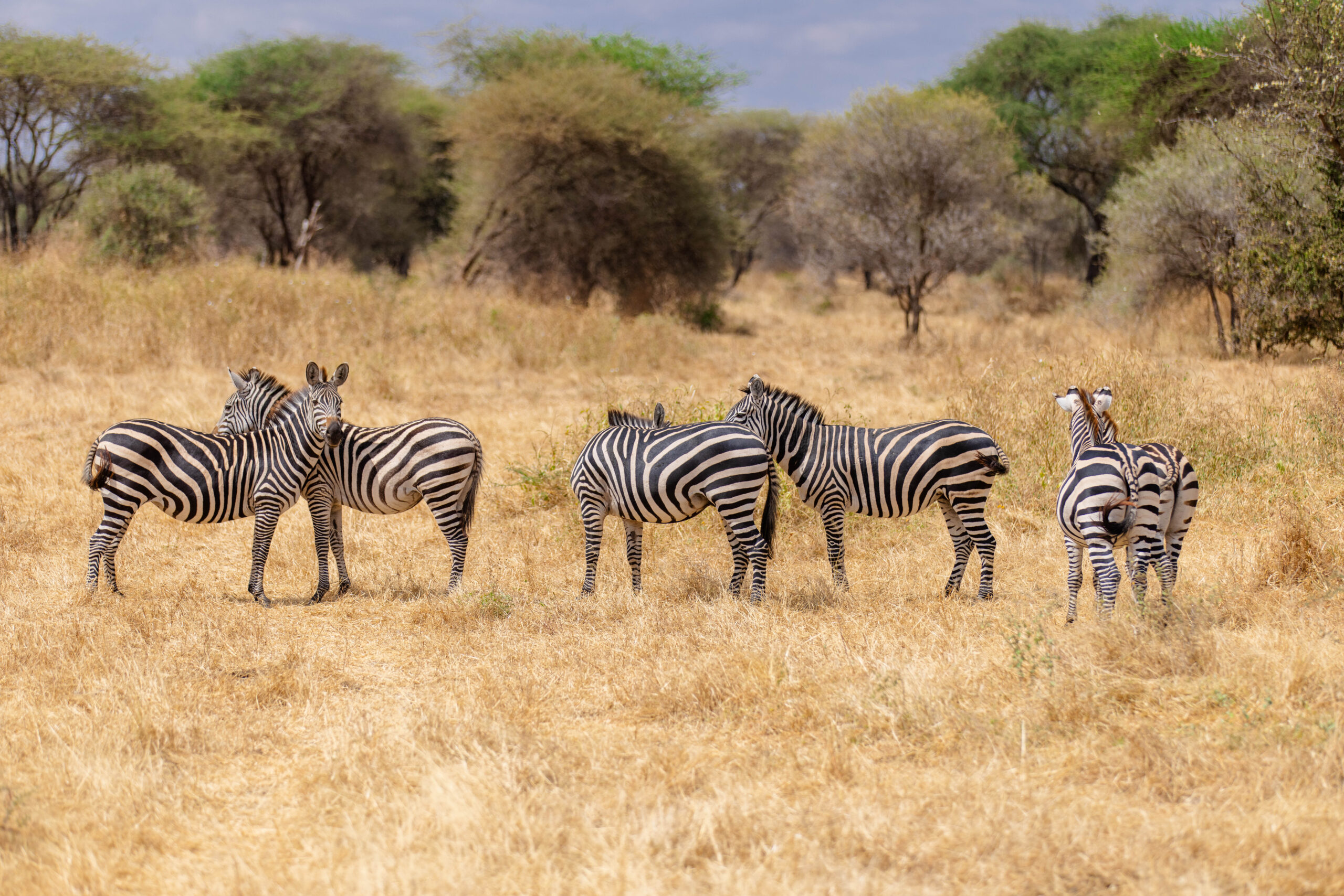 Africa