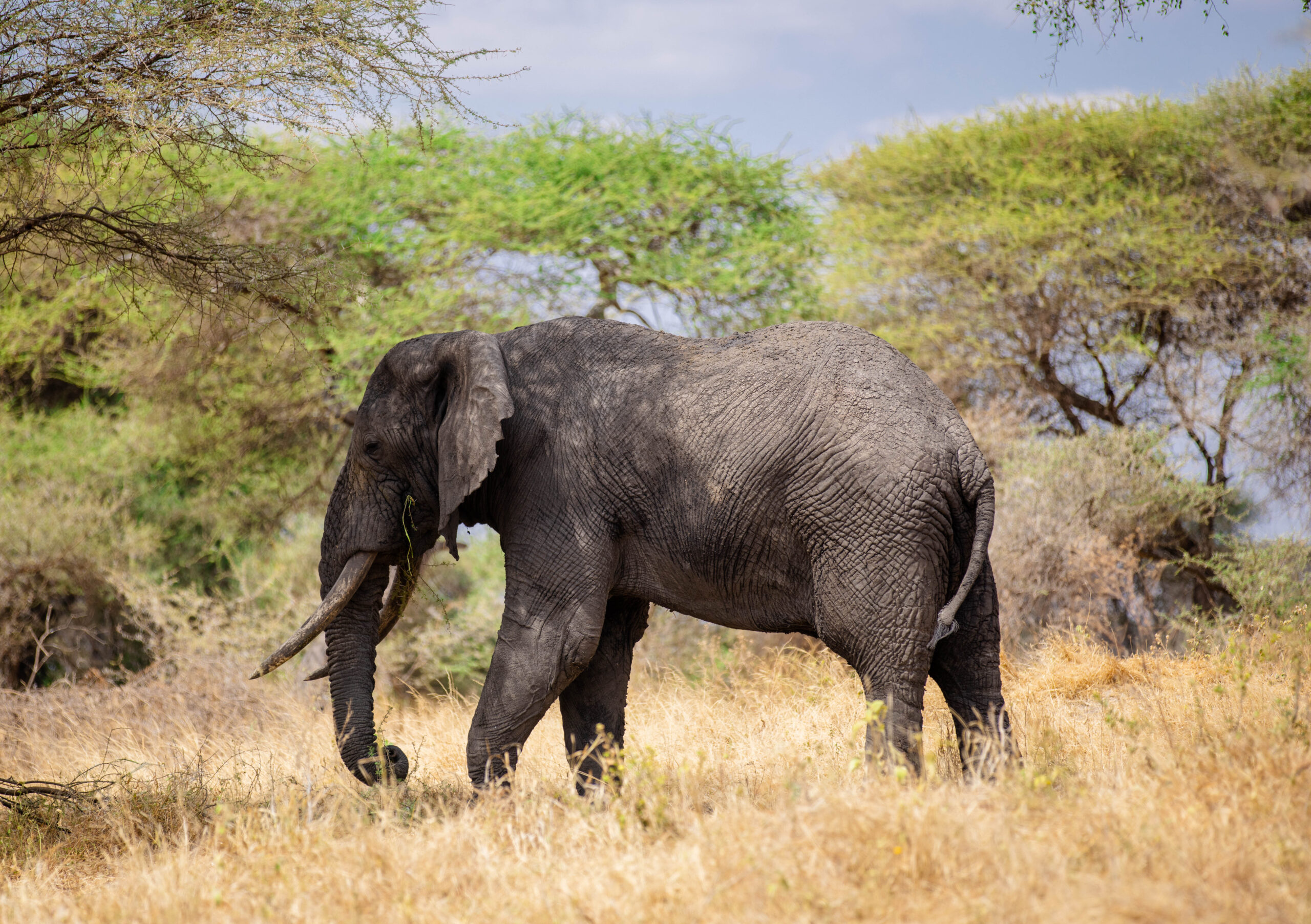 Africa