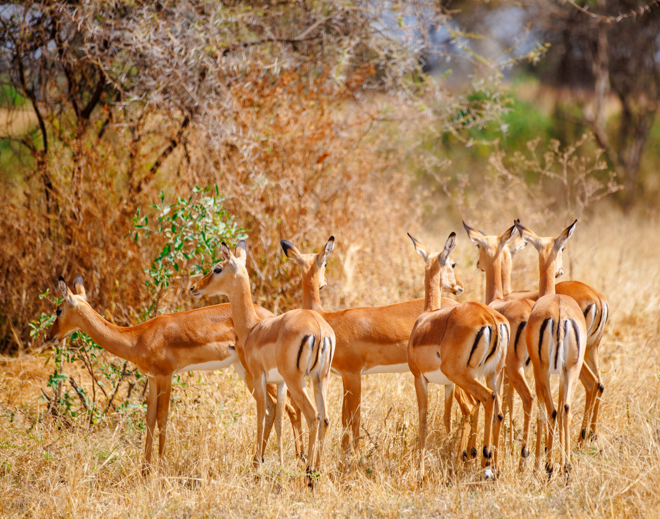 5 Days Tanzania Safari Lake Manyara Serengeti Plains, Ngorogoro Crater