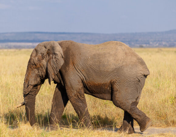Travel the Most Beautiful Places in Tanzania