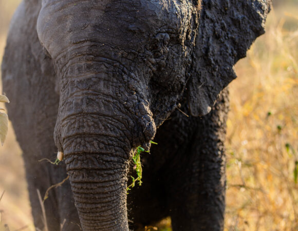 Tarangire Tour A Tour full of adventures and memories plan your trip now