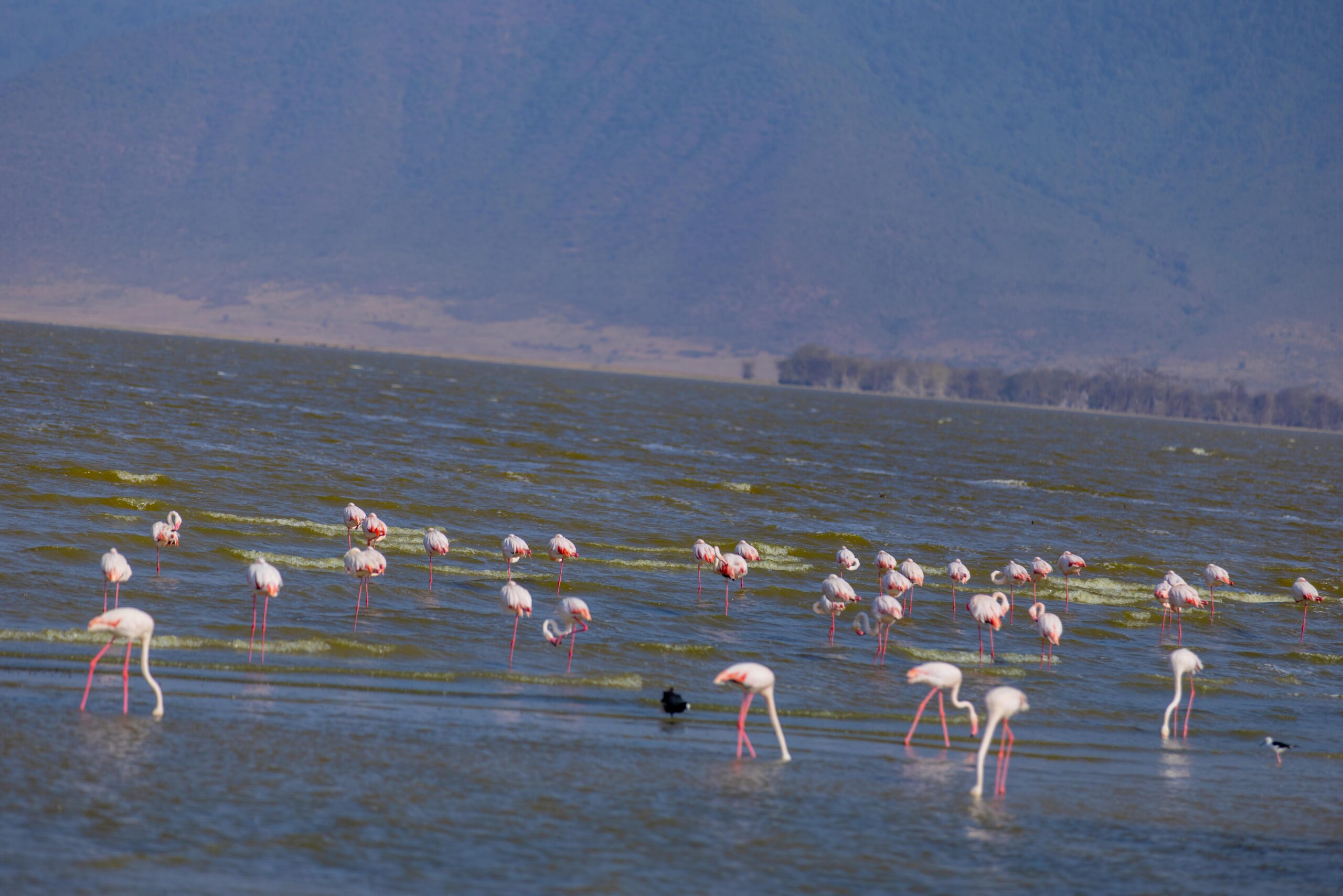 4 Days camping safari to Tarangire, Ngorongoro and Serengeti