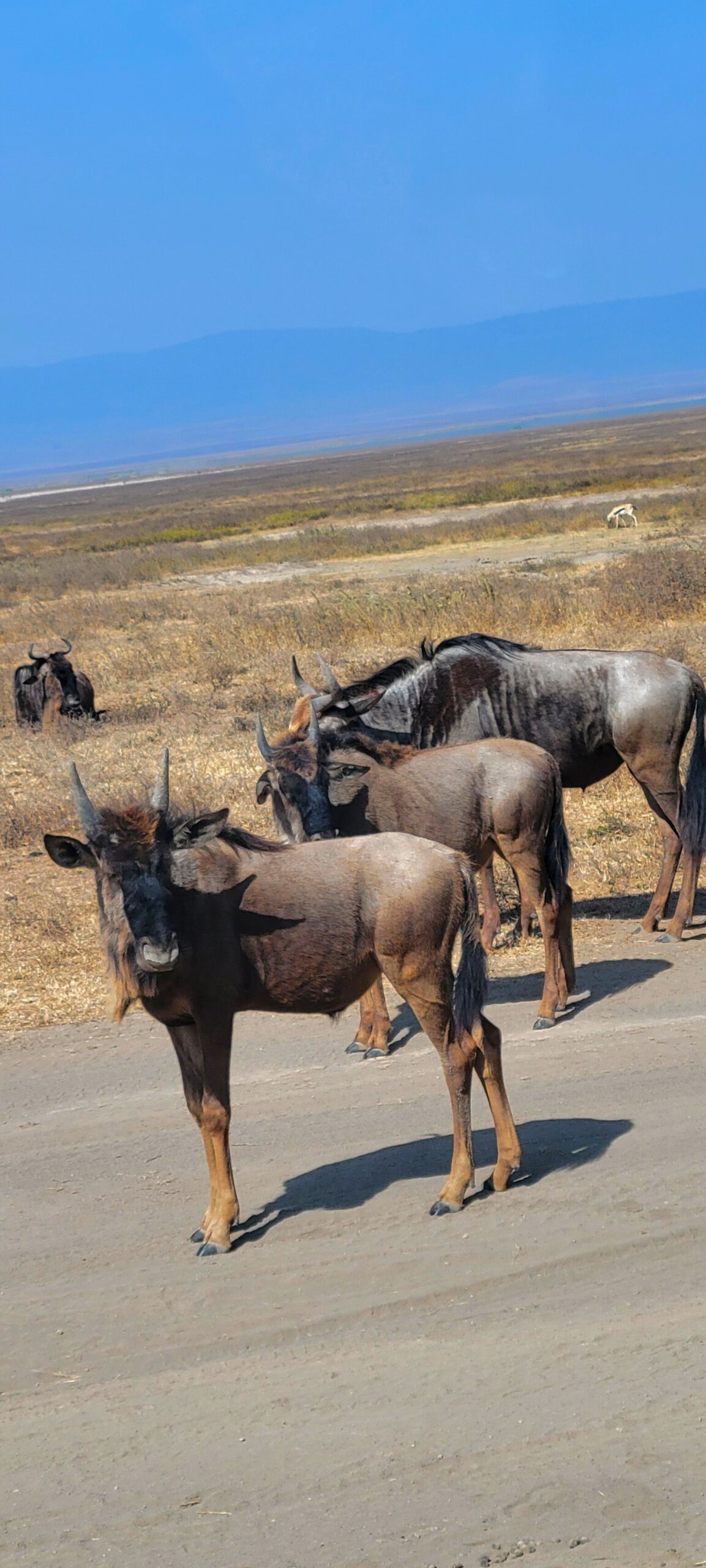 Serengeti