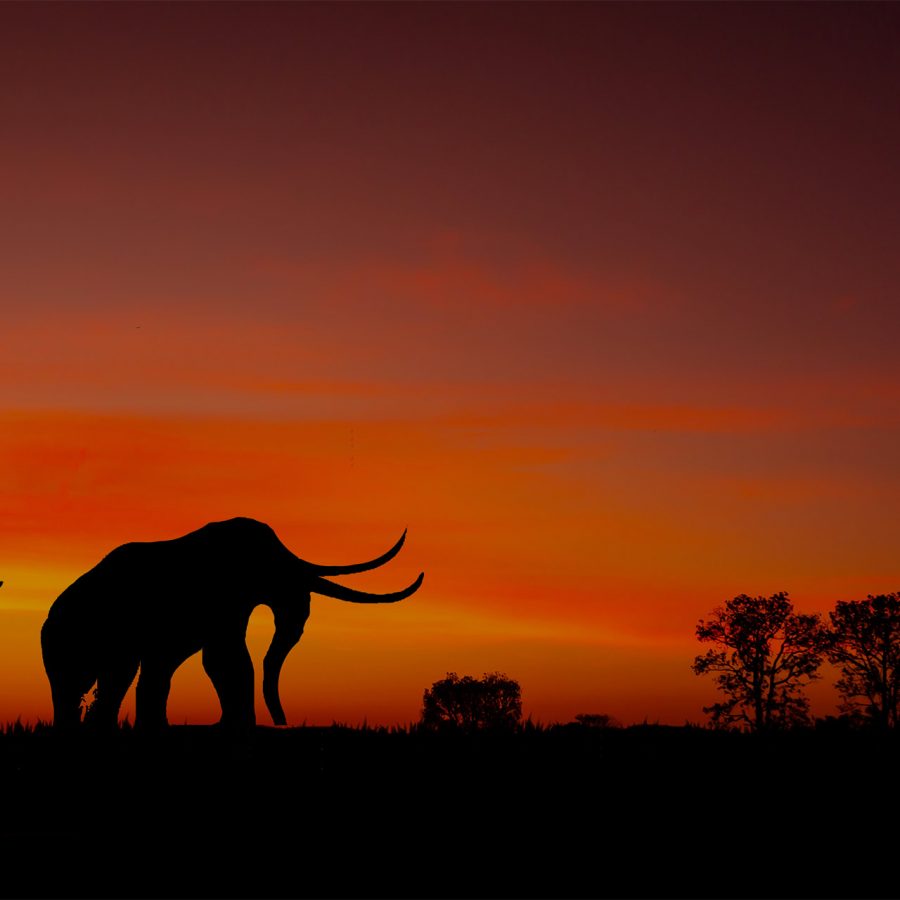 bg-safaris